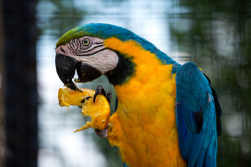 blue macaw eating an orange
