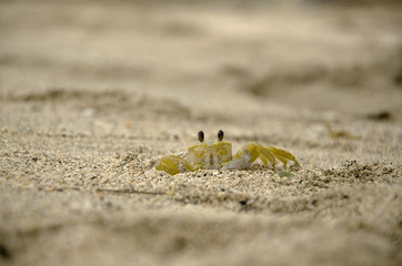 crab hidding