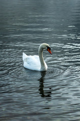 Fototapeta na wymiar white swan on lake