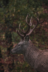 Red Deer in the natur of the 