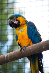 blue macaw eating an orange