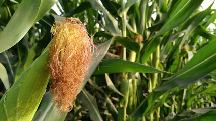 corn silk in the field.ripen corn silk in corn plant .corn planting