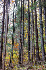 High forest with deciduous and coniferous trees in autumn