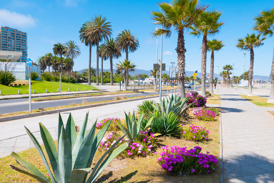 Chile Coquimbo agave palms and flowers on the seafront in a sunny day with blue sky