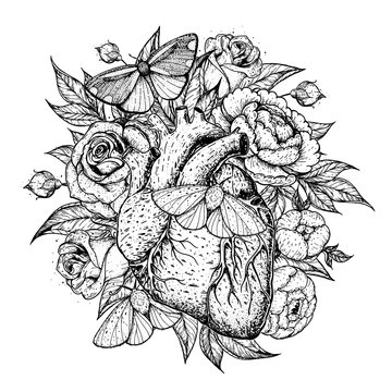 Heart, butterfly and flower hand drawn. Vintage vector illustration. Anatomical floral heart. Isolated sketch illustration. Vintage print.