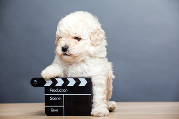 puppy portrait clapper board table