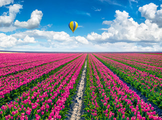 Flying on the balloon over the field of blooming red tulip flowers. Picturesque spring scene in the...