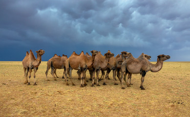 Naklejka na ściany i meble Group camels in steppe under storm clouds sky, Mongolia