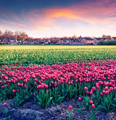 Fantastic spring sunset with fields of blooming tulip flowers. Exciting outdoor scene in...