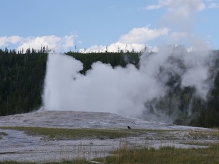 Old Faithful geyser with steam and hot water show during one of its regular eruptions at Yellowstone National Park, Wyoming.