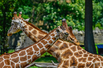 fighting giraffes