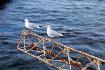 Seagull sit on concrete near the sea