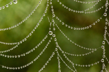 Close-up of dew drops on a spider web after rain, macro