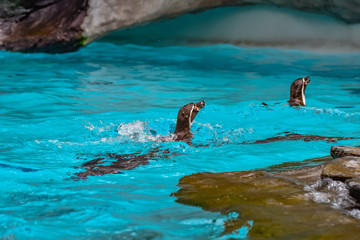 Humboldt penguins swimming