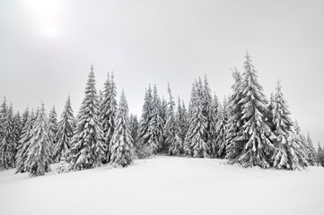 Snow-covered trees against the sky