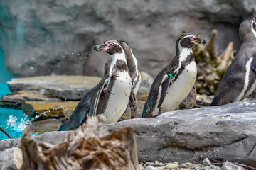 Humboldt penguins at the zoo