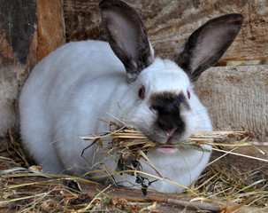 Pregnant female rabbit of California breed with hay in teeth for nest building © orestligetka