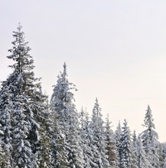 Winter landscape with snowy trees