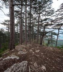 coniferous forest in the mountains, the trunks of pine trees, tall trees