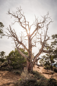 An old gnarled tree with the sunlight