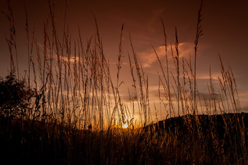 Fototapeta premium A view of the orange sky seen from the ground through the grass