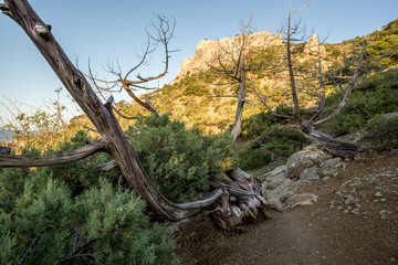 juniper grove at dawn Mountains of Crimea