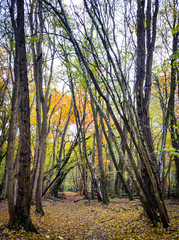 Obraz premium forest in autumn