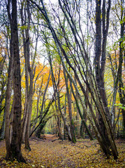 forest in autumn