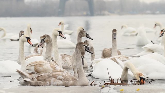 Swans and tern birds eating on the river in winter
