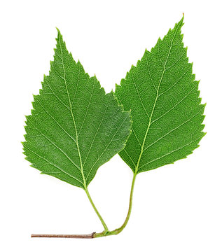 Two young birch leaves on branch, white background. Top view.