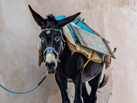 Burro en Isla Girega