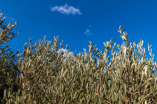 Olivos en Grecia