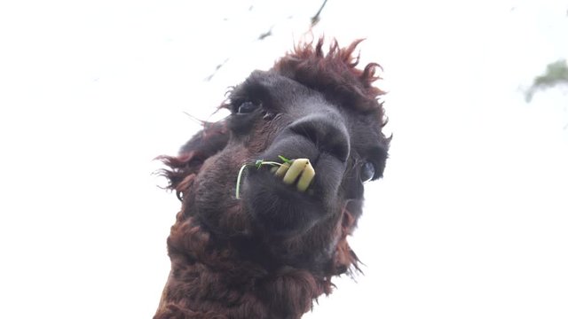 Funny alpaca close-up with sticking teeth and grass inside (4K, 25fps)