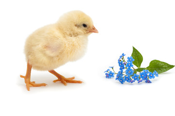 chick going to forget-me-not flowers