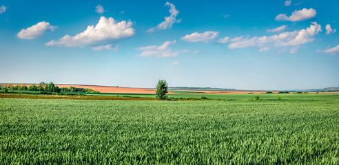 Green summer view of field of fresh wheat. Rural morning scene of the Bulgarian countryside, Ruse...