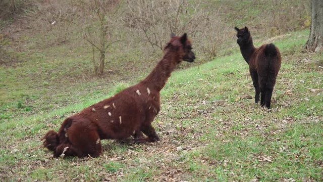 Funny alpaca wallows on the grass in autumn park and stands up with dry   foliage in its wool (4K, 25fps)