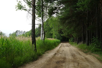 Fototapeta premium forest