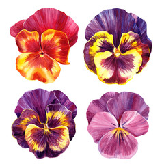 pansies flowers on isolated white background, watercolor hand drawing