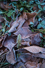 Yellow leaf in the green grass. All in hoarfrost. Leaf in the backlight of the sun.