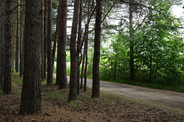 Fototapeta premium forest