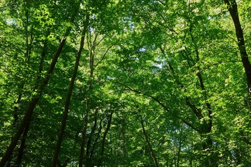 Fototapeta na wymiar Green leaves of a trees in a forest