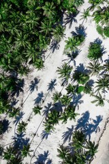 aerial view of palm trees, Punta Cana 