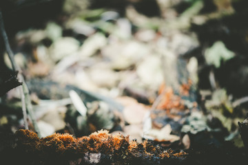 Tree trunk in the forest, surrounds autumn leaves, Autumn picture in the forest, city park, background concept Baanakkerspark, dreamy, idyllic, brown, orange and yellow colors, space for text, copy
