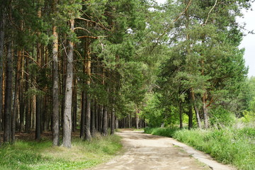 Fototapeta premium forest