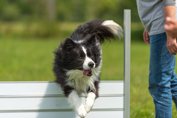 Cute  obedient Border Collie dog jumping joyfully over a hurdle