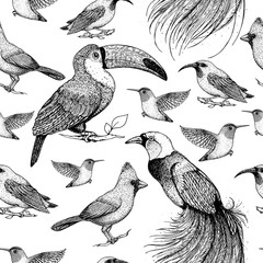 Seamless pattern with toucan, hummingbird, bird of paradise, red cardinal bird, purple honeycreeper. Animals illustration. Tropical birds. Hand drawn vector illustration.