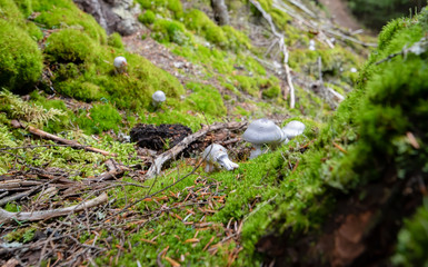 Naklejka na ściany i meble Silver Mushrooms