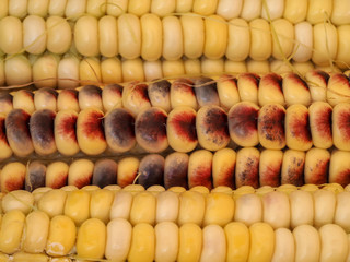 Textured background of multi-colored corn. Colorful corn background close up macro Photography