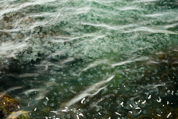 jellyfish in the sea, crowded sea jellyfish