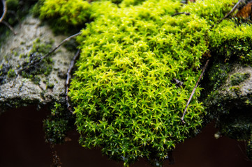  Green moss on a rainy autumn day